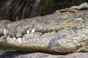 லுவாங்கா  நதியில் மீனவர் முதலை தாக்குதலுக்கு இலக்காகி பலி