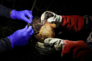 பங்களாதேஷில் நிபா வைரஸ் தொற்று - பெண்ணொருவர் பலி!