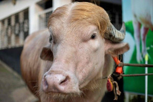 குர்பானிக்கு விற்கப்பட்ட "டொனால்ட் ட்ரம்ப்" எருமை