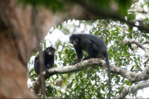 கொங்கோ காடுகளில் கண்டறியப்பட்டது புதிய குரங்கு இனம்
