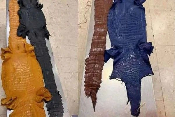 விலங்குத் தோல்களுடன் கட்டுநாயக்க விமான நிலையத்தில் ஒருவர் கைது