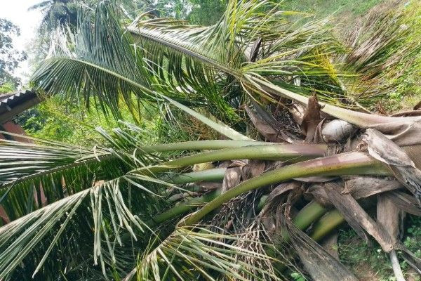 கிளிநொச்சியில் விவகாரத்து கோரிய மனைவி - கோபத்தில் கணவன் செய்த செயல்