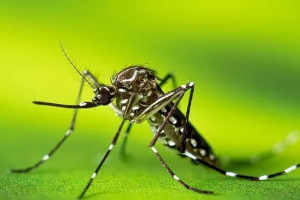 இலங்கையில் டெங்கு மரணம் 30 ஆக உயர்வு