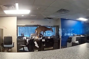 நியூயோர்க் நகரில் மூடப்பட்டிருந்த வங்கி ஒன்றுக்குள் மான்-   பொலிஸார் திகைப்பு