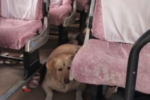 நாய் குரைத்ததால் நின்ற திருமணம்! பரபரப்பை ஏற்படுத்திய சம்பவம்