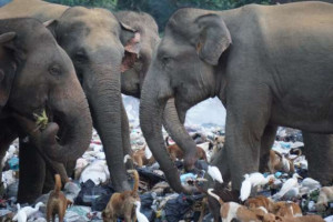 திருகோணமலையில் குப்பை மேடுகளை நோக்கி படையெடுக்கும் யானைகள்!