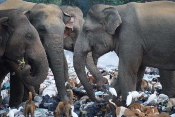 திருகோணமலையில் குப்பை மேடுகளை நோக்கி படையெடுக்கும் யானைகள்!