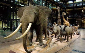 Histoire naturelle அருங்காட்சியகத்தில் 6 லட்சம் யூரோ க்கள் மதிப்புள்ள தங்க கற்கள் கொள்ளை!!