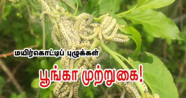 பரிஸில் ஒரு பூங்காவை ஆக்கிரமித்துள்ள மயிர்கொட்டிப் புழுக்கள்!!