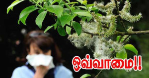 மகரந்த ஒவ்வாமை - கால அட்டவணை -