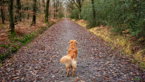 ▶ கழுத்துப்பட்டி இல்லாமல் நாய்களை அழைத்துச் சென்றால் 750 யூரோக்கள் குற்றப்பணம்!