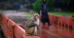 பிரெஞ்சுப் பெண் இந்தோனேசியாவில் பலி!!