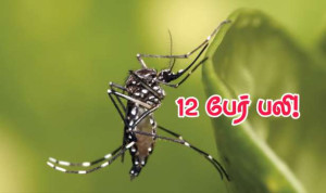 ரீயூனியன் தீவை ஆட்டிப்படைக்கும் சிக்கன்குனியா.. 12 பேர் பலி!!