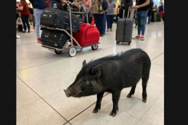 ஓர்லி விமான நிலையத்துக்குள் நுழைந்த காட்டுப்பன்றி!!