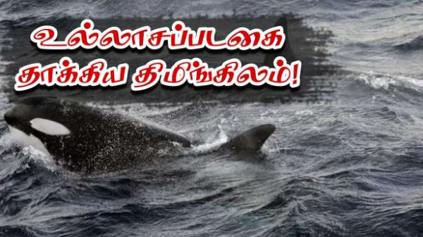 பிரெஞ்சு சுற்றுலாப்படகை தாக்கிய - திமிங்கிலங்கள்!!