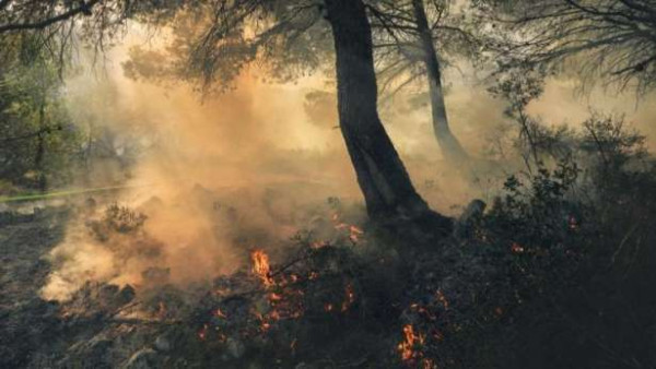 காட்டுத்தீ பரவும் அபாயம்! - இரு மாவட்டங்களுக்கு சிவப்பு எச்சரிக்கை!!