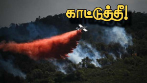 காட்டுத்தீ! - 10 மாவட்டங்களுக்கு செம்மஞ்சள் எச்சரிக்கை!!