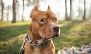 Yvelines : பதினொரு வயது சிறுவனை கடித்துக் குதறிய வளர்ப்பு நாய்!