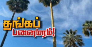 வீதியில் முளைத்த தங்கப் பனைமரம்...!!