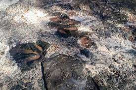 இங்கிலாந்தில் 140 மில்லியன் வருட டைனோசரின் கால் தடம் கண்டுபிடிப்பு