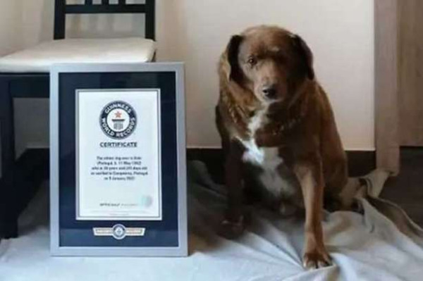 உலகின் மிக வயதான நாய் உயிரிழப்பு