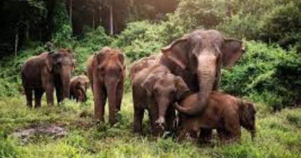 சர்வதேச யானைகள் தினம்