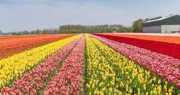 ஸ்ரீநகரின் துலிப் பூந்தோட்டம் உலக சாதனை புத்தகத்தில்