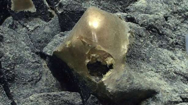 கடலுக்கு அடியில் கண்டுபிடிக்கப்பட்ட மர்மமான தங்க முட்டை