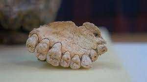 கனடாவில் மீட்கப்பட்ட புராதன மனித எச்சங்கள்...