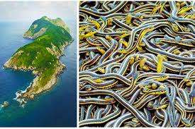 மிரள வைக்கும் பாம்பு தீவு.....?