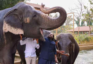 அம்பானி மகனின் விலங்குகள் நல மையத்தில் முறைகேடு இல்லை
