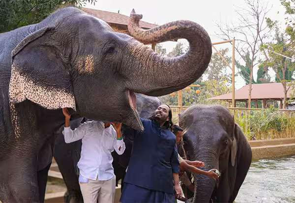 அம்பானி மகனின் விலங்குகள் நல மையத்தில் முறைகேடு இல்லை