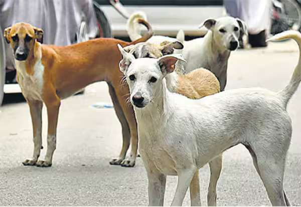 மனிதர்களை கடிக்காமல் தடுக்க தெருநாய்களுக்கு பயிற்சி திட்டம்
