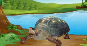 திமிர்பிடித்த ஆமை