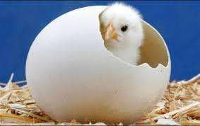 கோழிக்குஞ்சு!