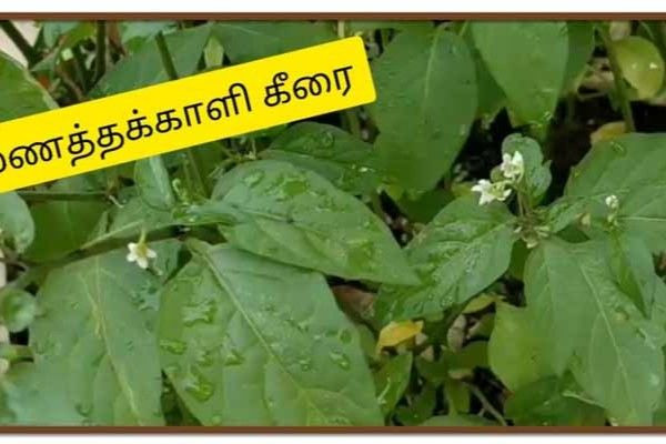 மணத்தக்காளி கீரையின் ஆரோக்கிய  நன்மைகள்  பற்றி  தெரியுமா?