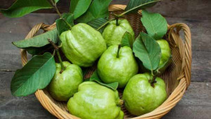 கொய்யா சாப்பிடுவதால் கிடைக்கும் நன்மைகள்..!