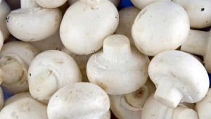 காளான்கள் தொடர்பில்  அதிர்ச்சி தகவல்..