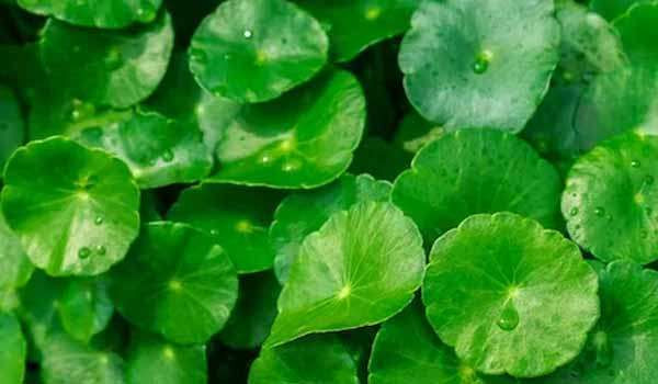 வல்லாரைக் கீரையின் ஆரோக்கிய நன்மைகள் பற்றி தெரியுமா ?