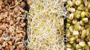 பயறு வகைகள் சாப்பிடுவதால் உடலுக்கு ஏற்படும் நன்மைகள்  பற்றித் தெரியுமா..?