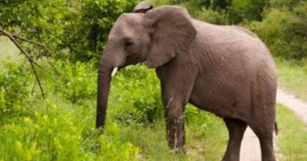 யானையின் அடக்கம்