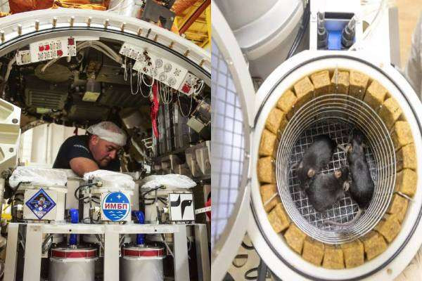 விண்வெளிக்கு கொண்டு செல்லப்பட்ட 75 எலிகளில் 10 எலிகள் உயிரிழப்பு