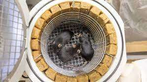 மனிதர்களுக்கு பதிலாக 75 எலிகளை விண்வெளிக்கு அனுப்பிய ரஷ்யா