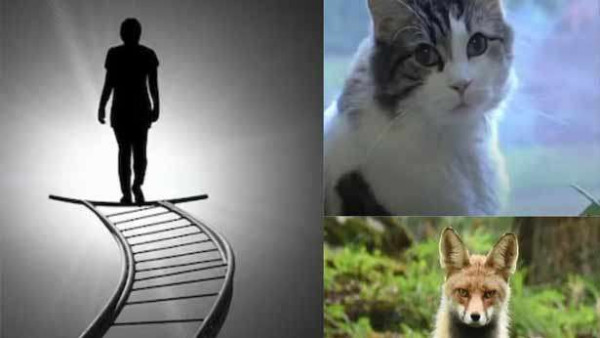 விலங்குகள் மனிதர்களின் மரணத்தை  முன்னரே அறிந்து கொள்ளுமா?