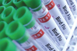 பறவைக் காய்ச்சல் பரவல் - இலங்கையின் நிலை தொடர்பில் வெளியான தகவல்