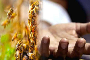 யாழில் குளவி கொட்டுக்கு இலக்காகி பரிதாபமாக உயிரிழந்த பெண்