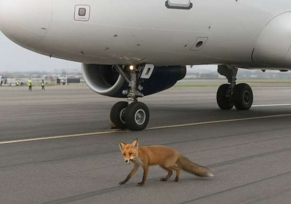 ஓடுபாதையில் நரி - பேரழிவில் இருந்து தப்பிய கொழும்பு விமானம்