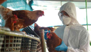 இலங்கையில் பறவைக்காய்ச்சல் தொற்று பரவியதாக அச்சம் ?