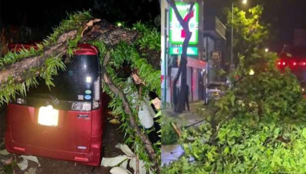 கொழும்பில் பலத்த காற்றுடன் கூடிய மழை - மரங்கள் முறிந்து விழுந்து கடும் சேதம்