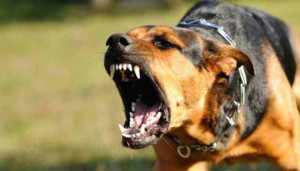 யாழில். போதைப்பொருளுடன் சென்றவர்களை காட்டிக்கொடுத்த நாய்